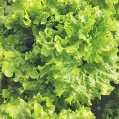 Lettuce Bergam's Green