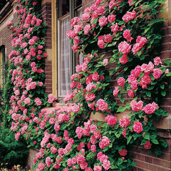 Mix Climbing Rose Seeds for Planting Outdoors Ornamental Climbing Flowers