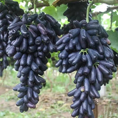 Seedless Sapphire Grapes Seeds