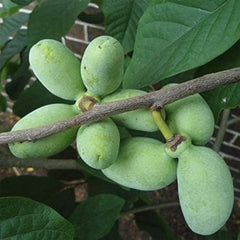 Paw paw Tree Seeds for Planting Edible Fruit Tree,  Fun and Easy to Grow Your Own Food, Exotic Pawpaw Tree Seeds