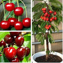 Dwarf Cherry Tree Seed Sweet Edible Fruit Robust Flavor Great Gardening