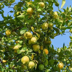 Perfume Lemon Seeds  High Germination Rate - Year Round Blooms and Fruits