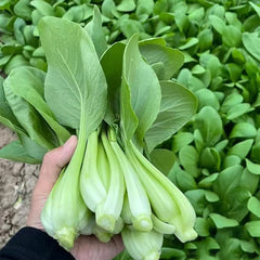 Brassica Rapa Chinensis Seeds, Pakchoi Seeds, Chinese White Cabbage, Vegetable Seeds for Planting