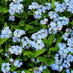 Forget Me Not Seeds for Ground Cover for Tulips and Other Seeds