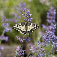 Perennial Nepeta Mussinii Catmint Herb Garden Seeds for Planting