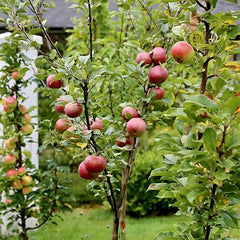 Miniature Apple Tree Seed High Yield Flourishing Perfect for Containers