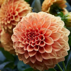 Dahlia Ball Pompon Mix Seeds Annual Flowers Beautiful for Planting