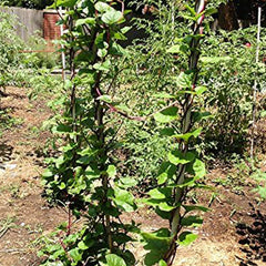 Malabar Red Stem Spinach Seeds