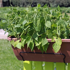 Container Bush Beans Mascotte
