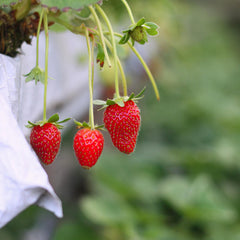 Red Climbing Strawberry Seeds For Home Garden