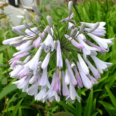 Agapanthus africanus 'Windsor Grey'