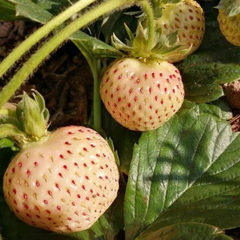 Rare Milk Strawberry Seeds