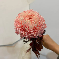 Rare Blue and White Porcelain Pink Peony Chrysanthemum Seeds