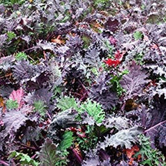 Kale Mixed Seeds, This is a Mix!Dwarf Blue Curled, Lacinato Dinosaur, Siberian Dwarf, Russian Red
