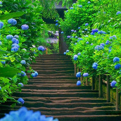Mixed Color Multicolor Hydrangea Macrophylla Seed Bonsai Flower Plant Wedding Seeds