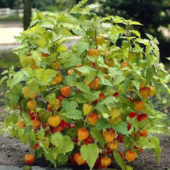 Lantern Cherry Seeds Winter Ground Cherry Strawberry Ground Cherry