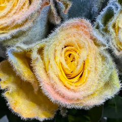 Rainbow Frost Rose Seeds – Add a Touch of Frosted Magic to Your Garden!