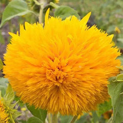 Teddy Bear Sunflower