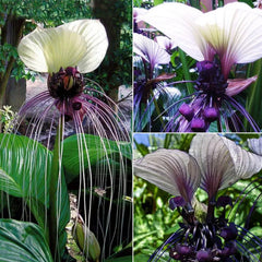Angel Trumpet Double Purple Flower Seeds Brugmansia Datura