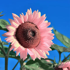 Pink Sunflower Seeds for Planting, Easy to Plant and Grow, Outdoor Garden and Bonsai Plants Helianthus annuus Seeds