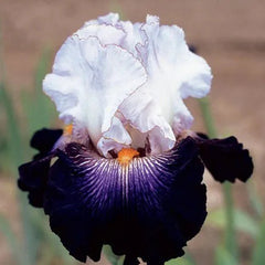 Multi-Varieties Iris Fall Planting