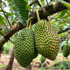 Giant Soursop Seeds for Planting, Annona Muricata, Graviola, Guyabano, Sirsak,  Tasty Tropical Native Fruit Tree