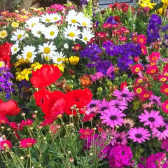 Deer Resistant Seed Mix