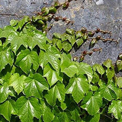 Ivy Vine Liana Seeds Green Vines Climbing Beautiful Ground-Creeping Plants Bonsai Home