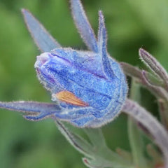 Blue Prairie Smoke Flower