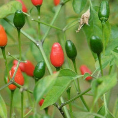 Chile Pequin Peppers - Tiny brilliantly red Chile Peppers - They Pack a Punch!!