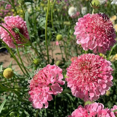 Perennial Rose Scabiosa Pincushion Flower Seeds for Planting