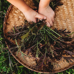 Red Mizuna Grow Your Own Mustard Greens Indoors/Outdoors in Containers or The Garden