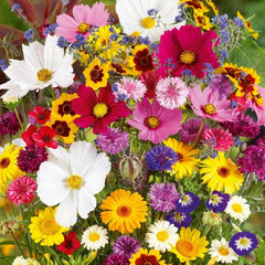 Multiple Flower Seeds