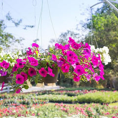 Mixed Morning Glory Seeds for Planting, Wonderful Climbing Heirloom Vine, Beautiful Perennial Flowers, Non - GMO Seeds, Easy to Plant