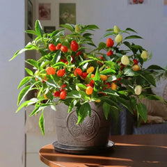 Five-Color Pepper Ornamental Pepper