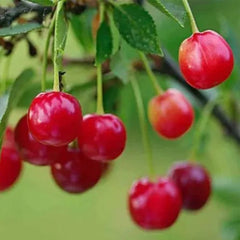 Ruby Calcium Berry Seeds