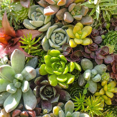 Mixed Color Rare Succulents Seeds Garden and Home Bonsai Flower Plant