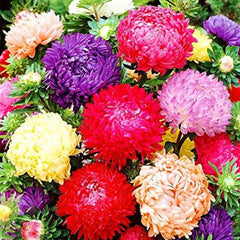 Peony Aster Mix for Planting