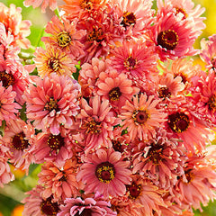 Senorita Zinnia Flower Seeds