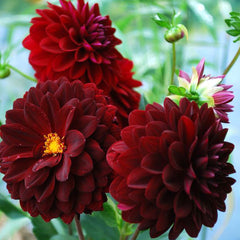 Burgundy Red Dahlia Seeds