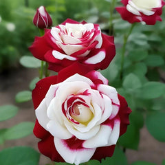Rare Twin Roses-Sunset Glow