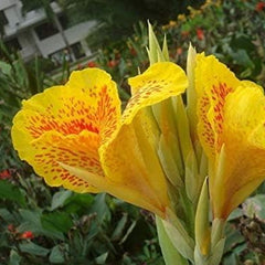 Mixed Canna Lily Flower Seeds Perennial Beautiful Bonsai Plant Home Garden Decor