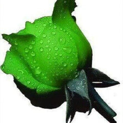 Green Rose Rosa Flowers Seeds Bush Shrub Perennial Flower