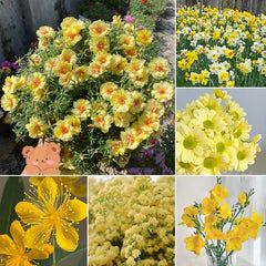 Exclusive Yellow Wildflower Seed Mix