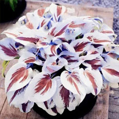 Mixed Hosta Perennials Flower Rare White Lace Lily Seeds