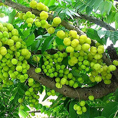 Phyllanthus Emblica,Indian Gooseberry Edible Fruit Ornamental Deciduous Tree Survival Gear Food Seeds