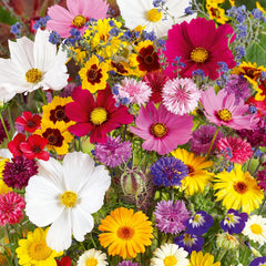 Mixed Perennial Flowers Seeds