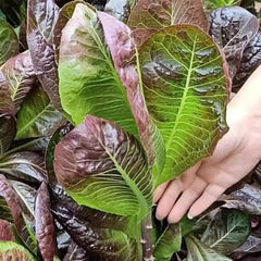 Coffee Leaf lettuce Seeds