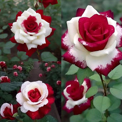 Red Heart Twin Rose Seeds