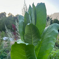 Shirazi Tobacco Seed